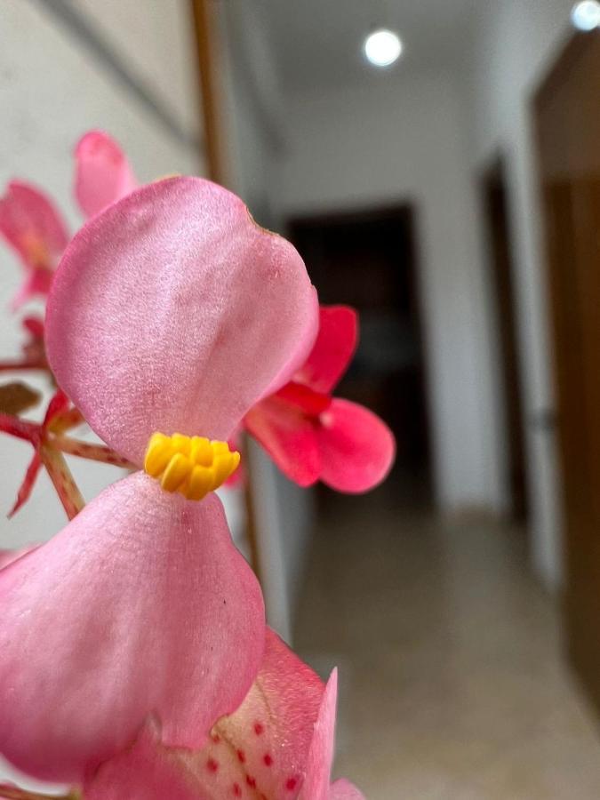 סרנדה Alex Apartments מראה חיצוני תמונה