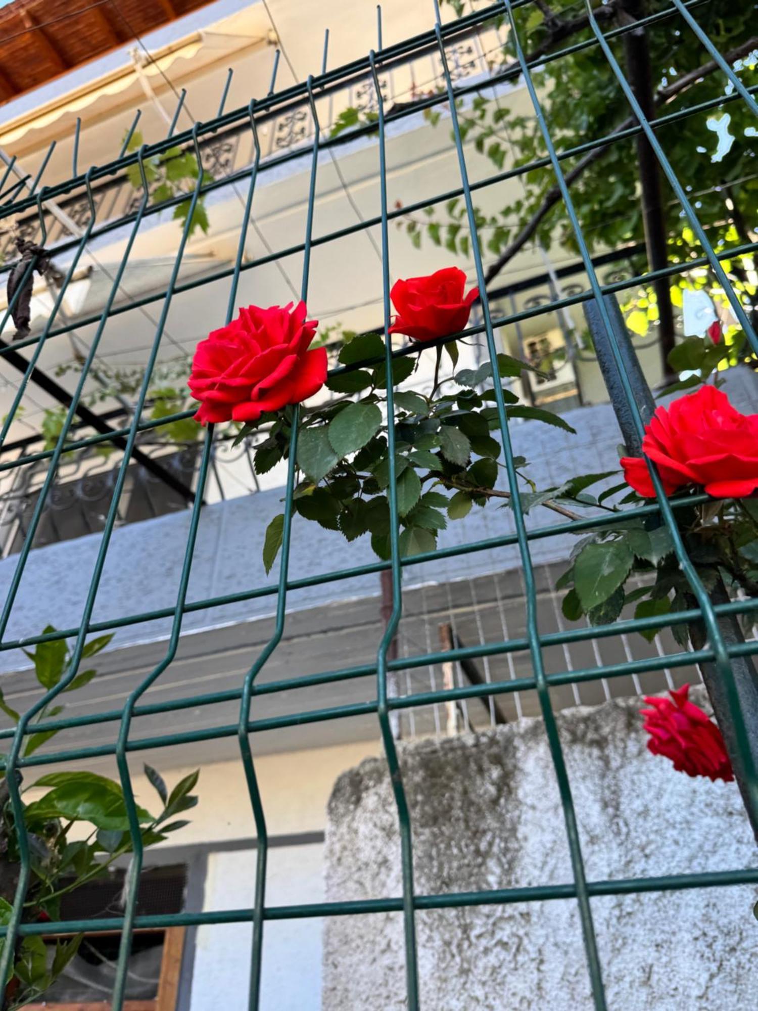 סרנדה Alex Apartments מראה חיצוני תמונה